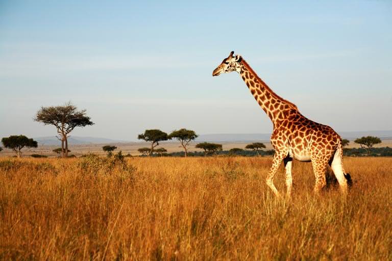 kenya zürafaası