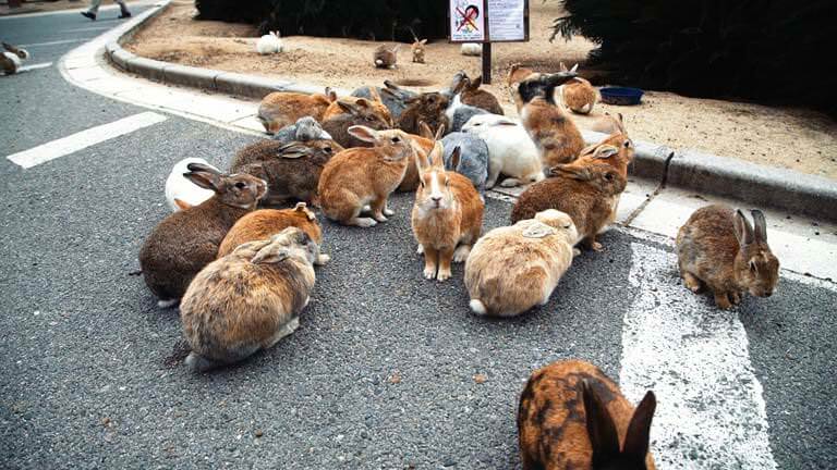 Yeryüzündeki En Şirin Yer: Ōkunoshima – Japonya’daki Tavşan Adası