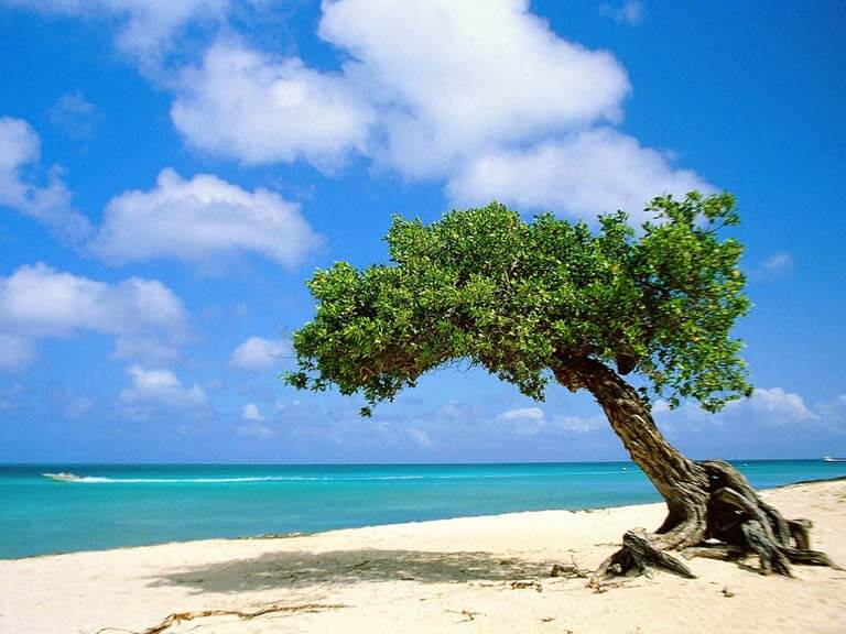 Karayipler’in İncisi Aruba Adası’nda Yapılacak 8 Aktivite