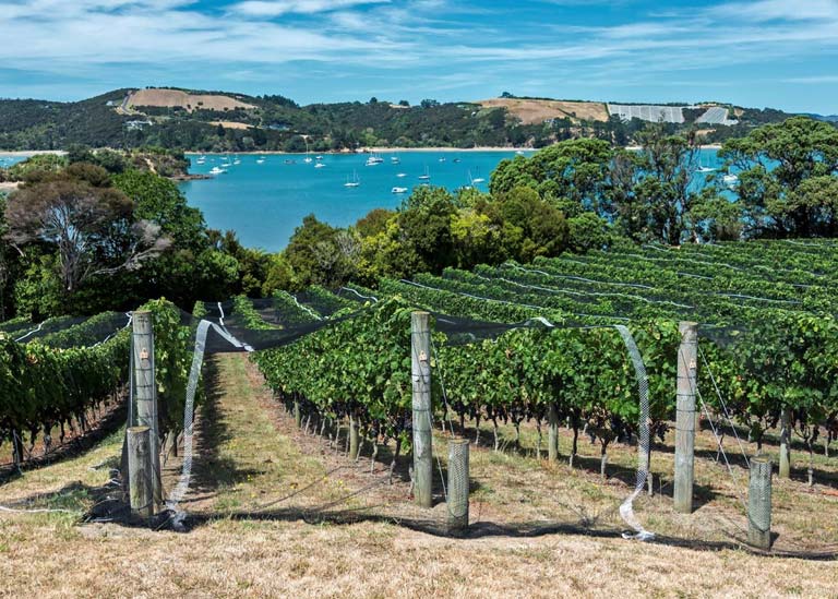 Yeni Zelanda’nın Üzüm Bağları: Waiheke Adası